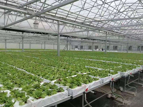 玻璃溫室-玻璃溫室大棚-玻璃鋼架棚