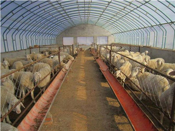 養(yǎng)殖溫室-養(yǎng)殖大棚-畜牧大棚