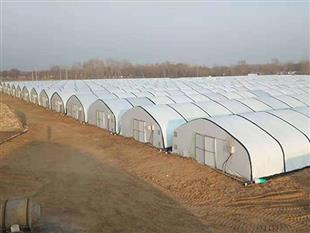 溫室大棚-羊肚菌大棚