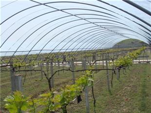 葡萄避雨棚-連棟溫室大棚-食用菌大棚