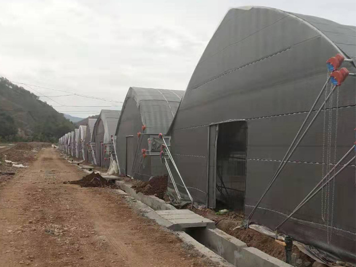 河南<strong>雙膜單體菌類大棚</strong>案例