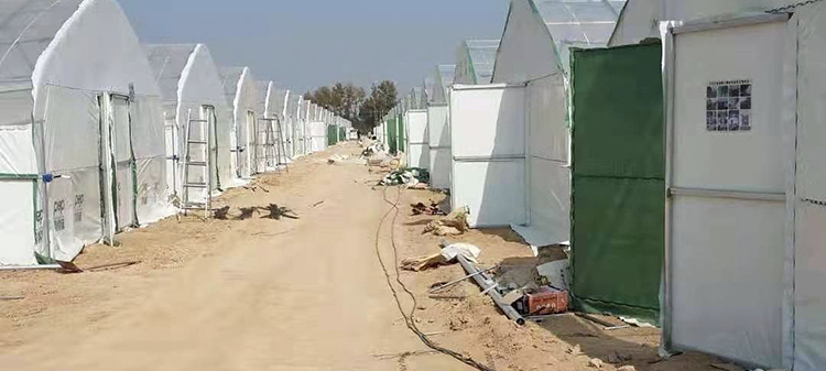 羊肚菌橢圓管拱棚